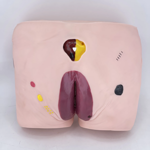 Canggih Decubitus Perawatan Model Decubitus Perawatan Luka Model - Product Image 4