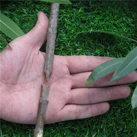 Découpeur à main pour branches de plantes, outils de jardinage professionnels de haute qualité, Kit de couteaux de greffage, 10 pièces