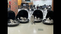 SEASOUND OEM Prix d'usine Sousaphone en laiton de haute qualité JYSS8000 Trompette Marching Instruments Master Level Gold Lacque Tone BB