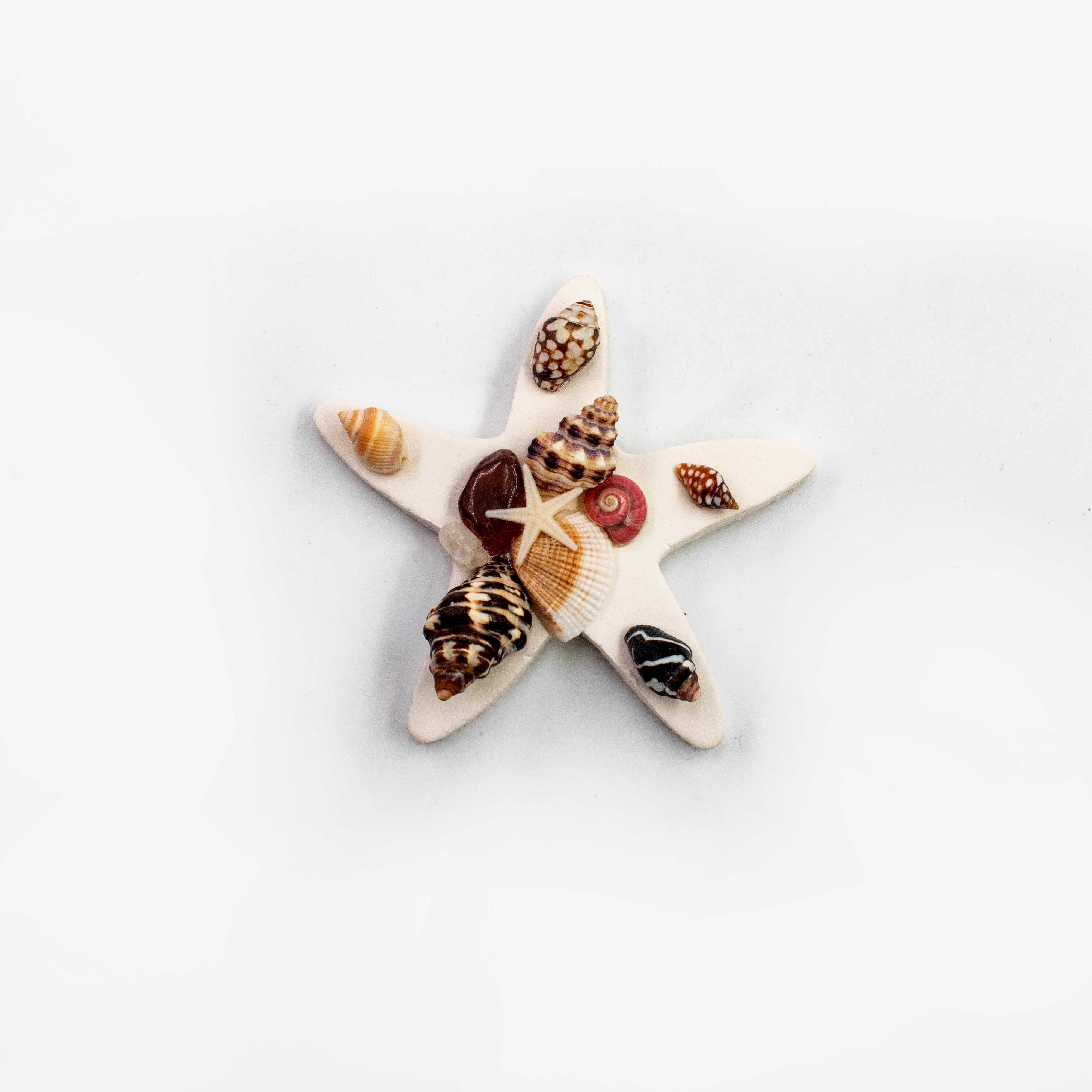 Array di conchiglie Arctic Bloom