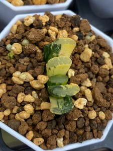 ไม้อวบน้ำดีไซน์ทันสมัย <span class=keywords><strong>Haworthia</strong></span> Retusa สำหรับตกแต่งบ้านและสวน ของขวัญวันเกิด <span class=keywords><strong>Haworthia</strong></span> Truncata ไม้อวบน้ำ - Product Image 4