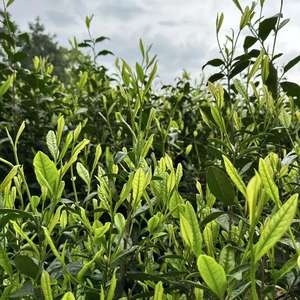 Dahongpao ถ้วย<span class=keywords><strong>ชา</strong></span>อู<span class=keywords><strong>หลง</strong></span>ใบหลวมแบบพรีเมี่ยมจากประเทศจีน - Product Image 5