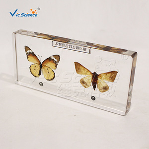 Especímenes comparativos de polillas y mariposas (grado educativo): Insectos auténticos con envergadura, antenas y postura de las alas, y - Product Image 1