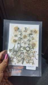 Lámina de Flores Secas Naturales Prensadas, Espécimen Floral en Relieve para Manualidades con Resina, Flores y Plantas Decorativas - Product Image 3