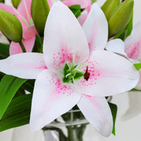 Mini-lys artificiels en PVC à 3 têtes, toucher réel, pour centres de table de mariage, décoration florale intérieure d'hôtels (vente en gros)