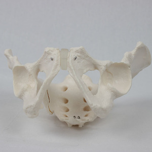 Modèle pelvien masculin de style ancien, modèle squelettique orthopédique pour l'enseignement et la démonstration - Product Image 2