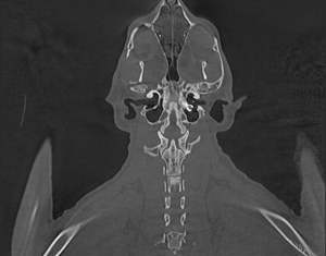 Dispositivo médico de alta tecnología escáner <span class=keywords><strong>CT</strong></span> veterinario precio bonito para uso veterinario MSLVCT03 - Product Image 6
