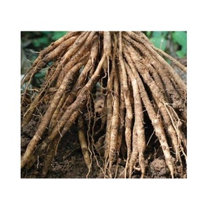 รากชาตะวารีสด (Asparagus Racemosus) แบบเปียก สำหรับปรุงอาหาร ส่วนผสมทางอาหาร ผลิตภัณฑ์จากพืช และจำหน่ายแบบขายส่ง - Product Image 2