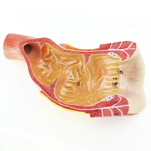 معدات تدريس العلوم الطبية ، نماذج تشريح الإنسان ، نموذج تشريحي طبي للتدريس ، نموذج هيكل تشريحي شرجي للمستقيم - Product Image 4