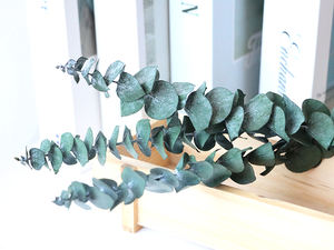 Vente en gros de <span class=keywords><strong>fleurs</strong></span> d'eucalyptus <span class=keywords><strong>stabilisées</strong></span> en feuilles d'eucalyptus de haute qualité pour les occasions de remise de diplômes bon marché - Product Image 6
