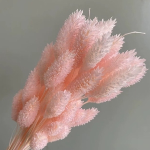 Nuevas y creativas flores secas preservadas <span class=keywords><strong>de</strong></span> lujo en varios colores rosa, hojas <span class=keywords><strong>de</strong></span> hierba y joyas ornamentales para decoración <span class=keywords><strong>de</strong></span> bodas - Product Image 4