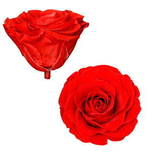 <span class=keywords><strong>Rose</strong></span> preserved <span class=keywords><strong>Rose</strong></span> flowers Immortelle 7-8CM DIY wedding eternal life flower material gift preserved Roses pictures in wholesale - Product Image 2