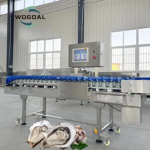 Multistage High Accurate Oyster Sorter Grader Classifier by Weight, Sea Cucumber Crab Abalone Weighing Sorting Machine sorting e