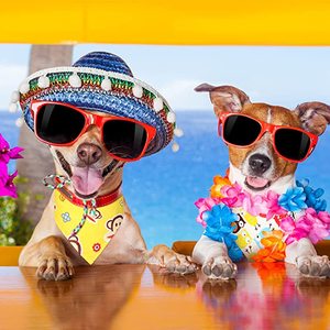 כלב מותאם אישית כותנה בנדנה מתאים לכל גודל חיות מחמד כלב שכבה כפולה לחיות מחמד בנדנה - Product Image 3