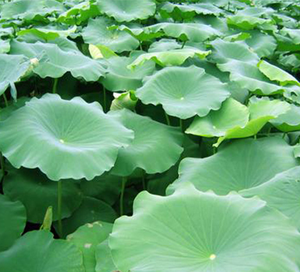 5g * 30ถุงชาจีนที่มีประสิทธิภาพดีท๊อกซ์ชาผสมธรรมชาติสำหรับการลดไขมัน - Product Image 5