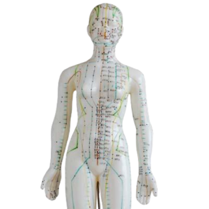 Modelo Anatómico de Ciencias Médicas ADA, Herramienta de Entrenamiento, Modelo de Acupuntura Femenina de 48 cm, Modelo de Demostración de Enfermedades de 26 cm - Product Image 3