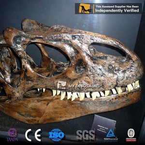 My Dino Original Size Fiberglass Dinosaur <span class=keywords><strong>Fossil</strong></span> Dinosaur Skull Of <span class=keywords><strong>Velociraptor</strong></span> For Museum Display - Product Image 6