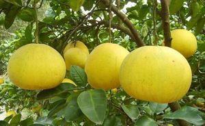 Zumo de pomelo dorado seco natural, polvo de pomelo para confitería de jugo, té de la leche, bebida de fruta instantánea de la fábrica BRC - Product Image 5