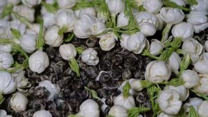 Muestra Gratis de Té Verde Moli Xianghao con Aroma a Jazmín, Origen Fujian, Té Saludable en Hojas Sueltas - Product Image 5