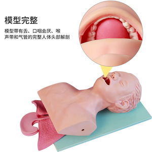 Simulateur d'entraînement à l'intubation endotrachéale Jike, modèle d'intubation endotrachéale pour adultes - Product Image 2