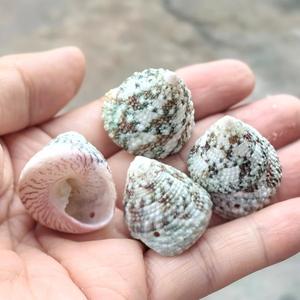 Caracoles de <span class=keywords><strong>boca</strong></span> roja, 5-7cm, agujeros de conchas marinas de animales pulidos naturales, accesorios de carillón de viento con tema de amor DIY, guarderías de recuerdo - Product Image 3