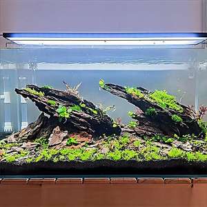 <span class=keywords><strong>Mousse</strong></span> pré-collée sur céramique pour décoration d'<span class=keywords><strong>aquarium</strong></span>, produit écologique prêt à la vente pour revendeurs, utilisation en chambre/dortoir - Product Image 4