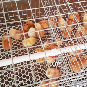 Cages de couvaison automatiques professionnelles pour poulets, type <span class=keywords><strong>A</strong></span>, galvanisées, pour élevages avicoles modernes - Product Image 5