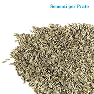 Semillas de Césped Rustique Rustico 875g, Cobertura de 35m, Germinación Rápida, Para Todo Tipo de Terreno - Product Image 5