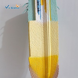 Matériel pédagogique : Modèles de plantes pour l'enseignement de la biologie au collège ; Modèle de section longitudinale de racine de maïs. - Product Image 3