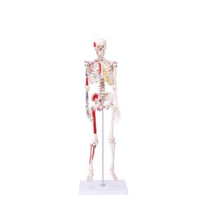 Equipo educativo médico PVC 170cm <span class=keywords><strong>Esqueleto</strong></span> muscular humano - Product Image 4