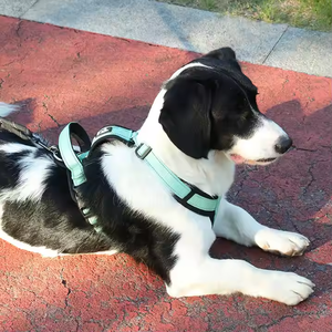 Produsen hitam MOQ rendah bentuk <span class=keywords><strong>H</strong></span> ergonomis Dachshund tali pengaman anjing peliharaan keren - Product Image 5