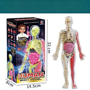 Modèle de <span class=keywords><strong>squelette</strong></span> d'organes humains pour l'éducation de la petite enfance, ensemble de sciences et d'éducation, élèves du primaire, bricolage, éducatif pour enfants - Product Image 6