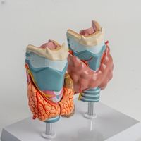 KyrenMed glande thyroïde et modèle pathologique Modèle de la glande thyroïde et des pathologies