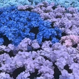 Hydrangeas artificiels en soie de haute qualité à 5 têtes, hydrangeas verts pour mariage, Noël, décoration de la maison, décoration de la salle de mariage - Product Image 2