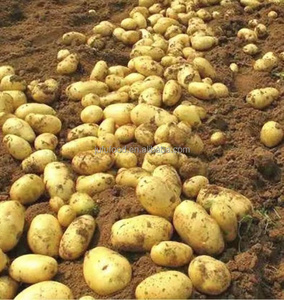 Pommes <span class=keywords><strong>de</strong></span> <span class=keywords><strong>terre</strong></span> russettes biologiques fraîches, vente en gros d'usine, provenance du Shandong, 7 cm - Product Image 3
