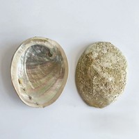 T-255 en gros 10-12 cm coquilles d'ormeau de conque naturelle pour brûler conteneur créatif décoration de la maison articles et ornements