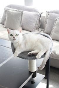 360°Rotating Adjustable C-clamp Desktop Cat Bed with Cat Hammock Mount with Scratching <b>Post</b> for Desk Attachment Cat Desk Perch - Product Image 5