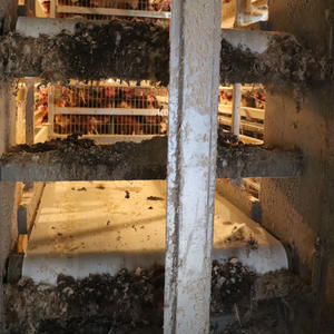 Presa di fabbrica di alta qualità automatico bevitore alimentatore pollame Farm automatico gabbia di strato di pollo con la raccolta automatica delle uova - Product Image 5