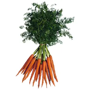 2023 New Crop Farm Grown China Export Fresh Vegetables Carrot Low Price Fresh Carrots