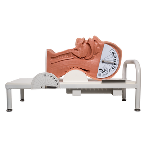 Simulateur de Mécanisme d'Étouffement <span class=keywords><strong>pour</strong></span> Mannequin Médical GD/H88 - Product Image 1