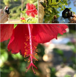 Lente Macro de teléfono inteligente de fábrica de 75mm sin distorsión con Clip de 17mm lente móvil para sesión de fotos para iPhone Samsung Huawei <span class=keywords><strong>Xiaomi</strong></span> - Product Image 4