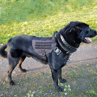 Harnais pour chien en nylon Oxford tactique robuste réglable personnalisé avec boucle en métal Molle