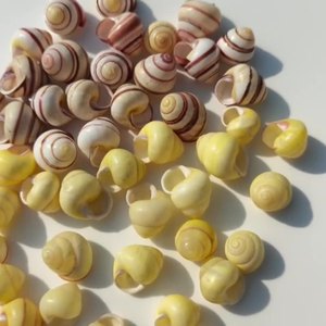 <span class=keywords><strong>Caracoles</strong></span> <span class=keywords><strong>de</strong></span> <span class=keywords><strong>campo</strong></span> <span class=keywords><strong>de</strong></span> conchas marinas naturales cangrejos ermitaños peces para decoración colección del hogar artículos <span class=keywords><strong>de</strong></span> recuerdo pulidos hechos a mano DIY finos - Product Image 6