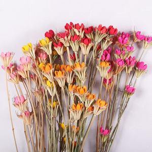 Flores Secas Naturales de Nivel A al por Mayor, Fruta Feliz Preservada, Personalización en un Solo Paso para Celebraciones en el Hogar, Regalos de Ramo de Pistachos - Product Image 6