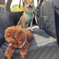 Housse de siège auto de luxe pour chien avec extension, hamac antidérapant pour animaux de compagnie pour la protection des sièges arrière, fenêtre en maille respirante et poches de rangement
