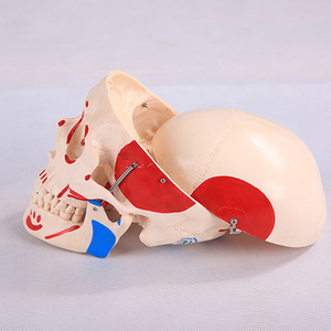 Modèle <span class=keywords><strong>de</strong></span> crâne naturel avec muscles colorés en PVC, modèle anatomique pour l'enseignement scolaire - Product Image 3