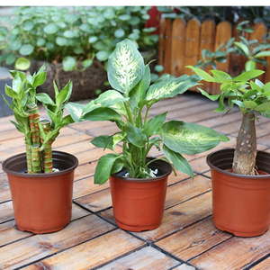 <span class=keywords><strong>Vaso</strong></span> da Giardino <span class=keywords><strong>in</strong></span> Plastica per Piante, <span class=keywords><strong>Vaso</strong></span> da Vivaio per la Crescita <span class=keywords><strong>di</strong></span> <span class=keywords><strong>Semi</strong></span> 18cm, Ecologico, CLASSICO, Rosso, per <span class=keywords><strong>Fiori</strong></span> e Piantine, <span class=keywords><strong>in</strong></span> Plastica Bianca PP - Product Image 3