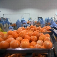 Nouvelle machine automatique de fabrication de canettes de farine Leadworld Ligne de production en conserve de mandarine chocolat bonbons légumes Pasteurisateur mélangeur