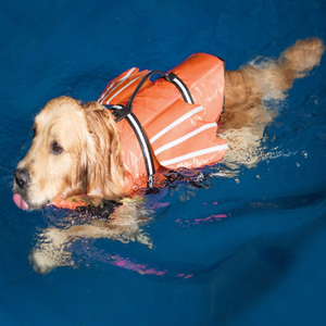 Giubbotto Salvagente per Cani Nuovo Riflettente, <span class=keywords><strong>Abbigliamento</strong></span> Esterno per Cani, Costume da Bagno per Animali Domestici, Giubbotto Salvagente per Cani con Ali <span class=keywords><strong>d</strong></span>'<span class=keywords><strong>Angelo</strong></span>, <span class=keywords><strong>Abbigliamento</strong></span> Estivo - Product Image 2