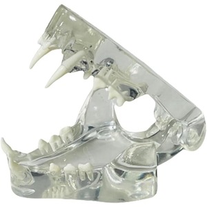 Modèle anatomique transparent de dents d'animaux, mâchoire dentaire pour outil éducatif vétérinaire (Chat) Transparent - Product Image 1
